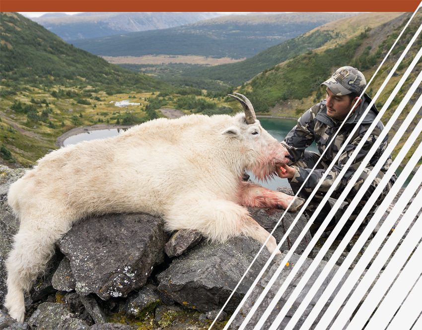 Mountain Goat: A Strong Climber in Extreme Conditions — Alaska Wildlife  Alliance (AWA)