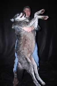 north-river-outfitting-british-columbia-wolf-hunting-outfitter281