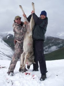 north-river-outfitting-british-columbia-wolf-hunting-outfitter284